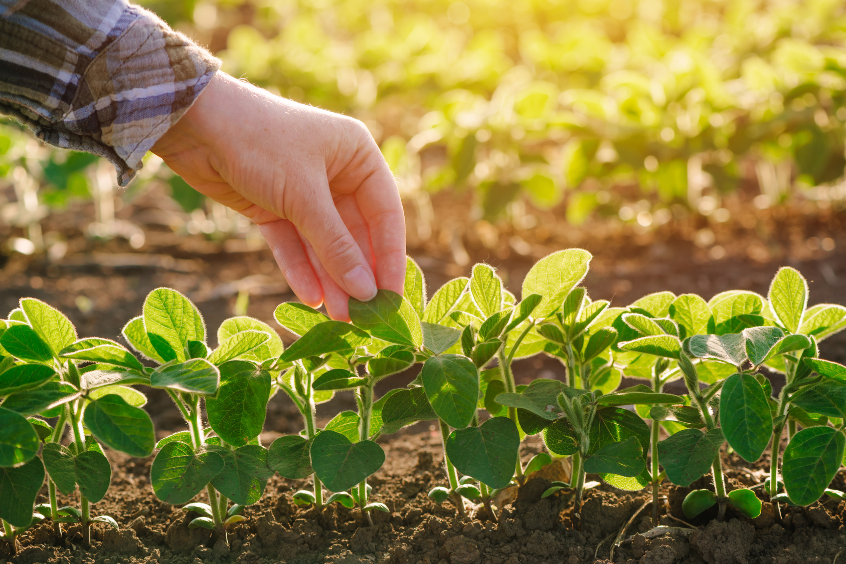Pesticides Quality Analysis